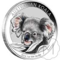 Australian Koala